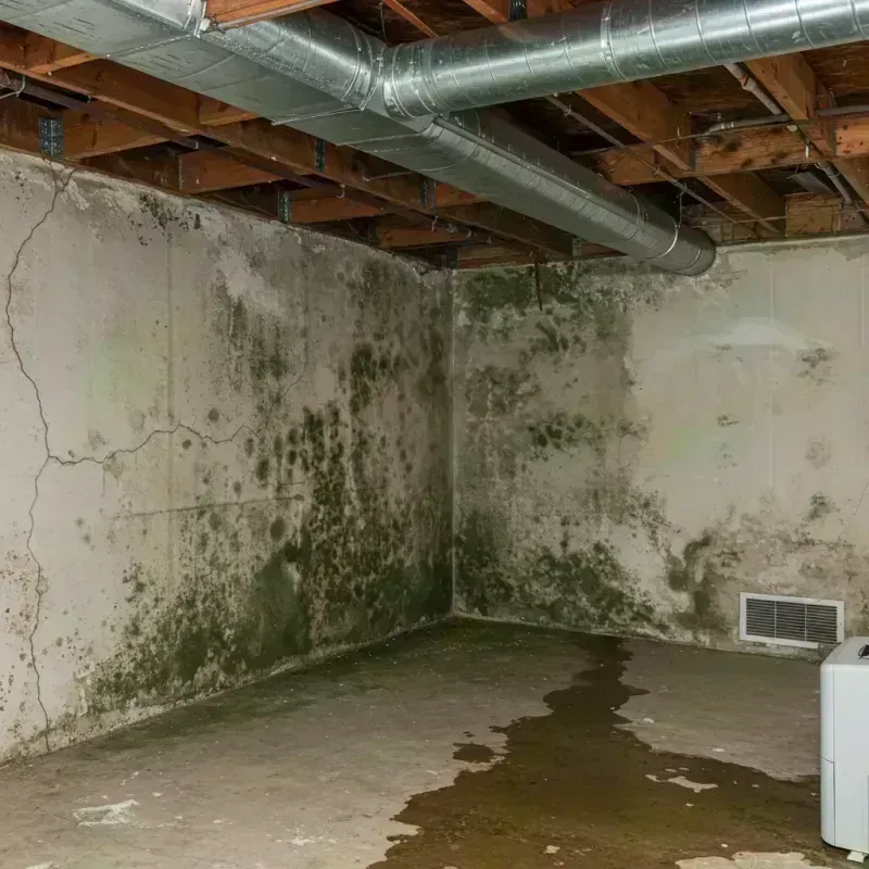 Professional Mold Removal in Horse Cave, KY